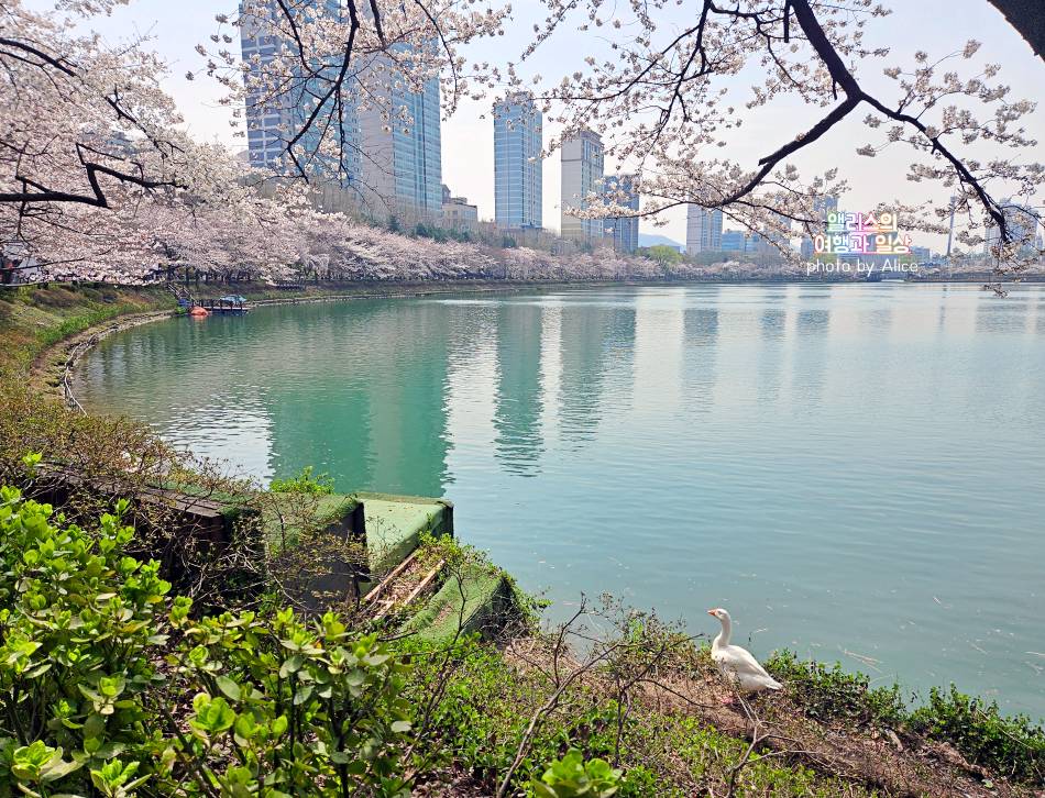 2024년 4월 초 석천호수 벚꽃 상황 + 주변 송리단길 카페 추천 BEST 05