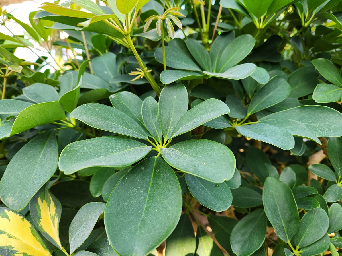 홍콩야자(쉐프렐라)