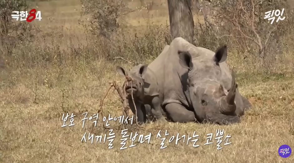표범과 사자와 코끼리가 날뛰는 공간에서 마라톤을 하라뇨 | 인스티즈