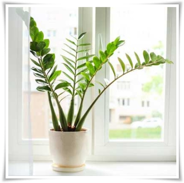 "금전수 키우기" 행운과 부를 불러오는 매력적인 식물!