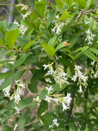 진한 향기에 취해버리는 이 꽃 산책로 옆 울타리 쥐똥나무_3