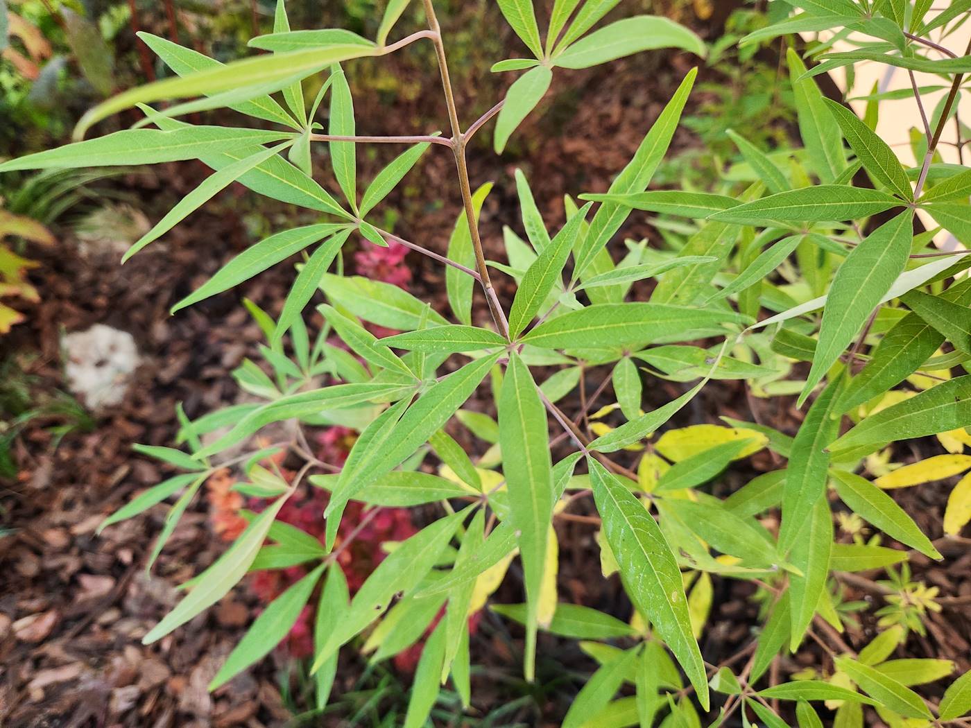 바이텍스(Vitex)