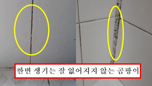 곰팡이 방지
