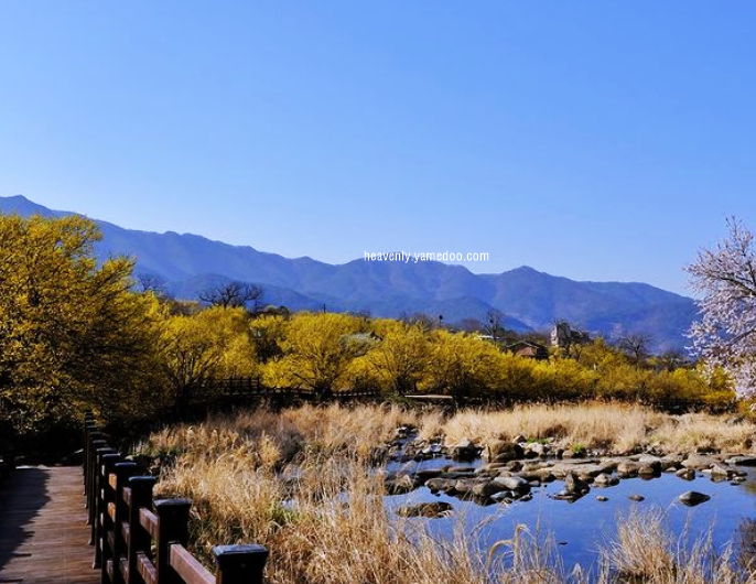 구례 산수유축제
