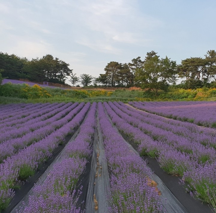 2025 고창청농원 라벤더 축제
