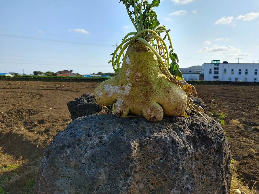 제주올레 1코스. 종달리에서 만난 신기한 모양의 무