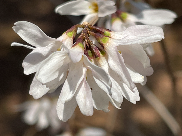 잎보다 꽃이 먼저피는 하얀꽃