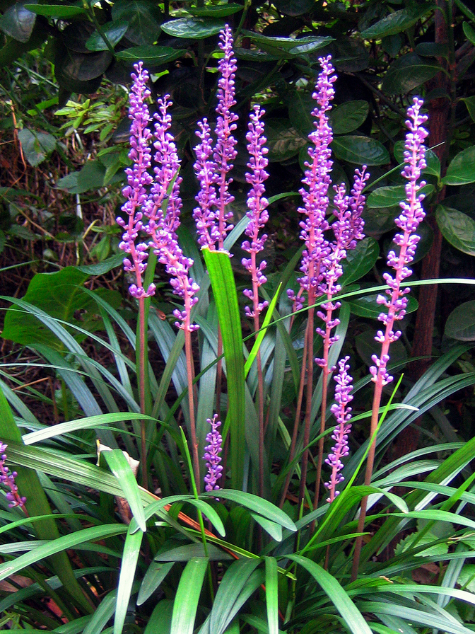 맥문동 효능 5가지 먹는방법 맥문동 차 분말 먹는법 부작용