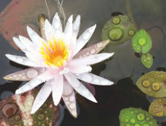 천상의정원 수생식물학습원 정보 안내