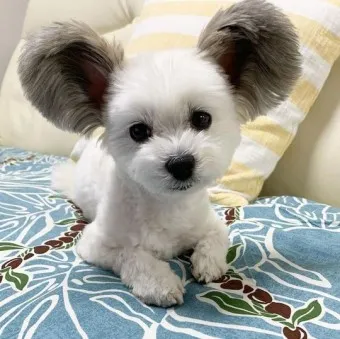빠삐용 가격 키우기 분양 수명 먹이 성격 종류_21
