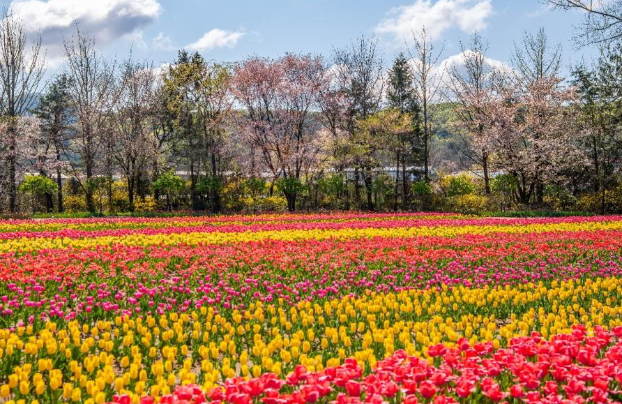 벽초지수목원 봄