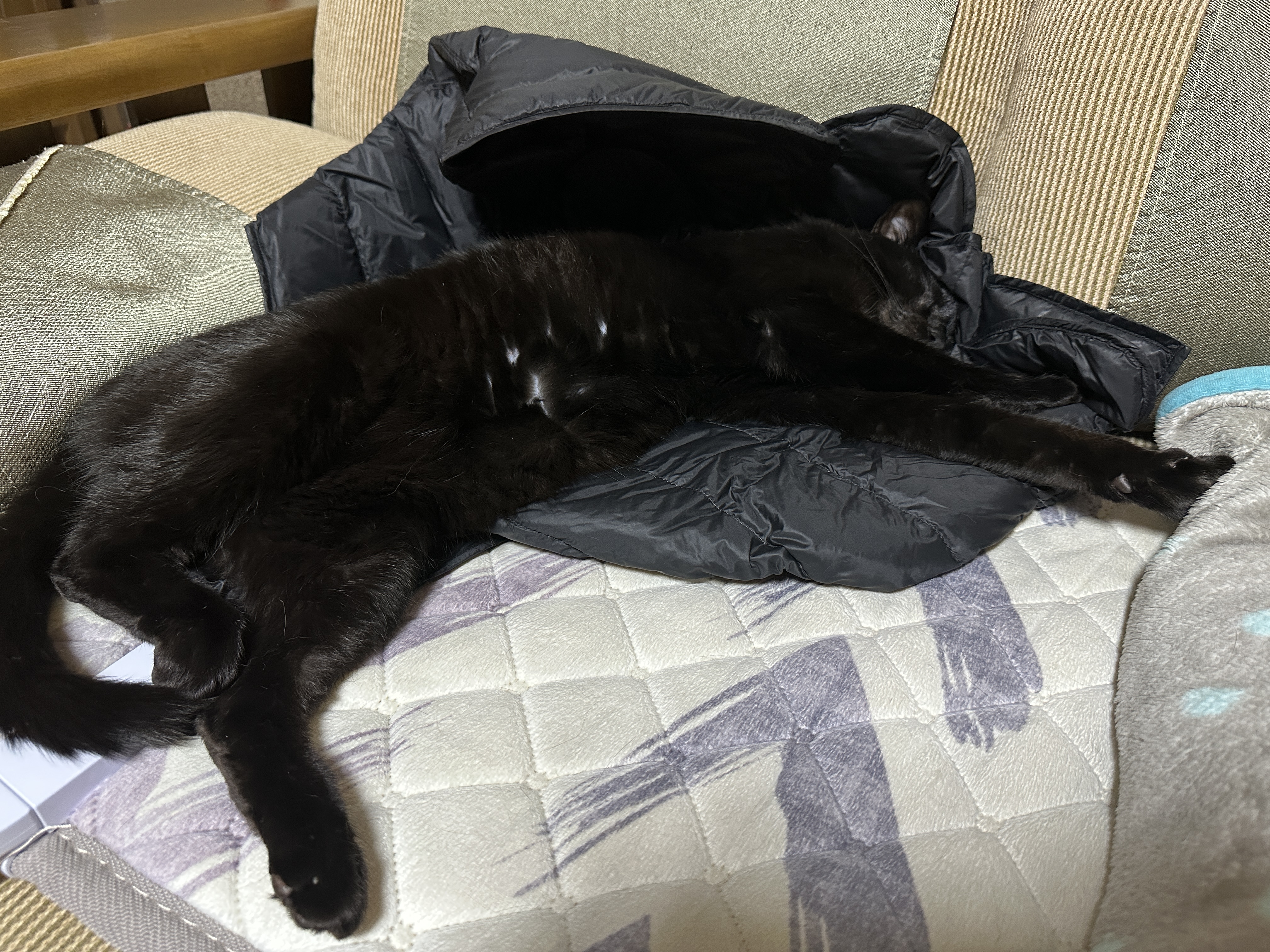 고양이랑 꼬리로 대화하기 (feat.건이와 꼬리로 티키타카)