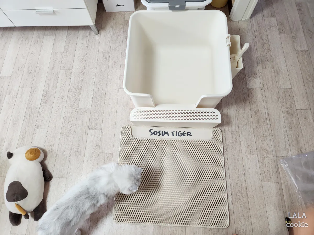 고양이-모래-매트-추천-제품-화장실과-모래-매트를-보는-고양이