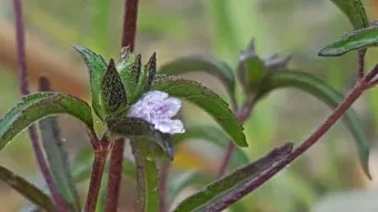 약용식물 가는잎산들깨 석향유 여름철 한방재 건강 효과_19