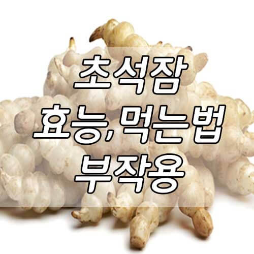 초석잠 효능, 먹는법, 부작용 총정리!