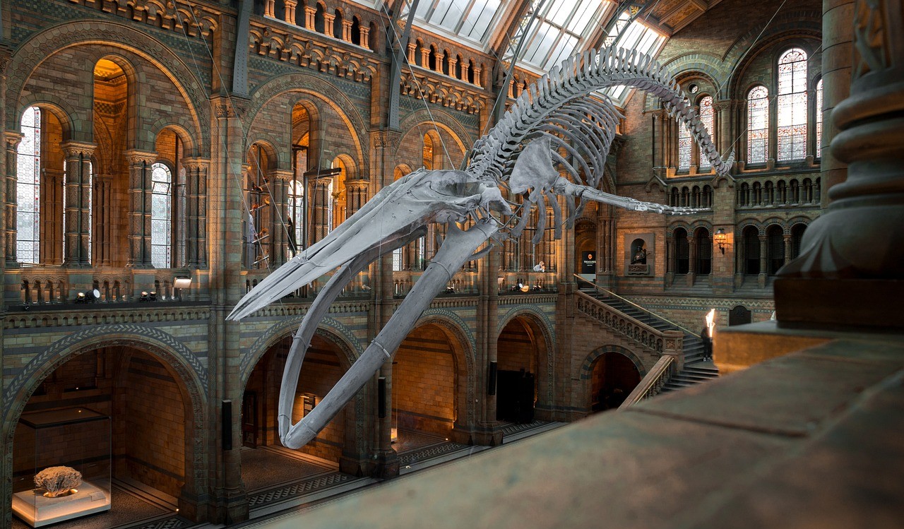 영국 박물관 관련 사진