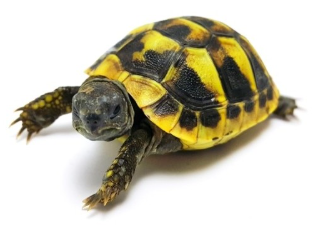 서헤르만 육지거북