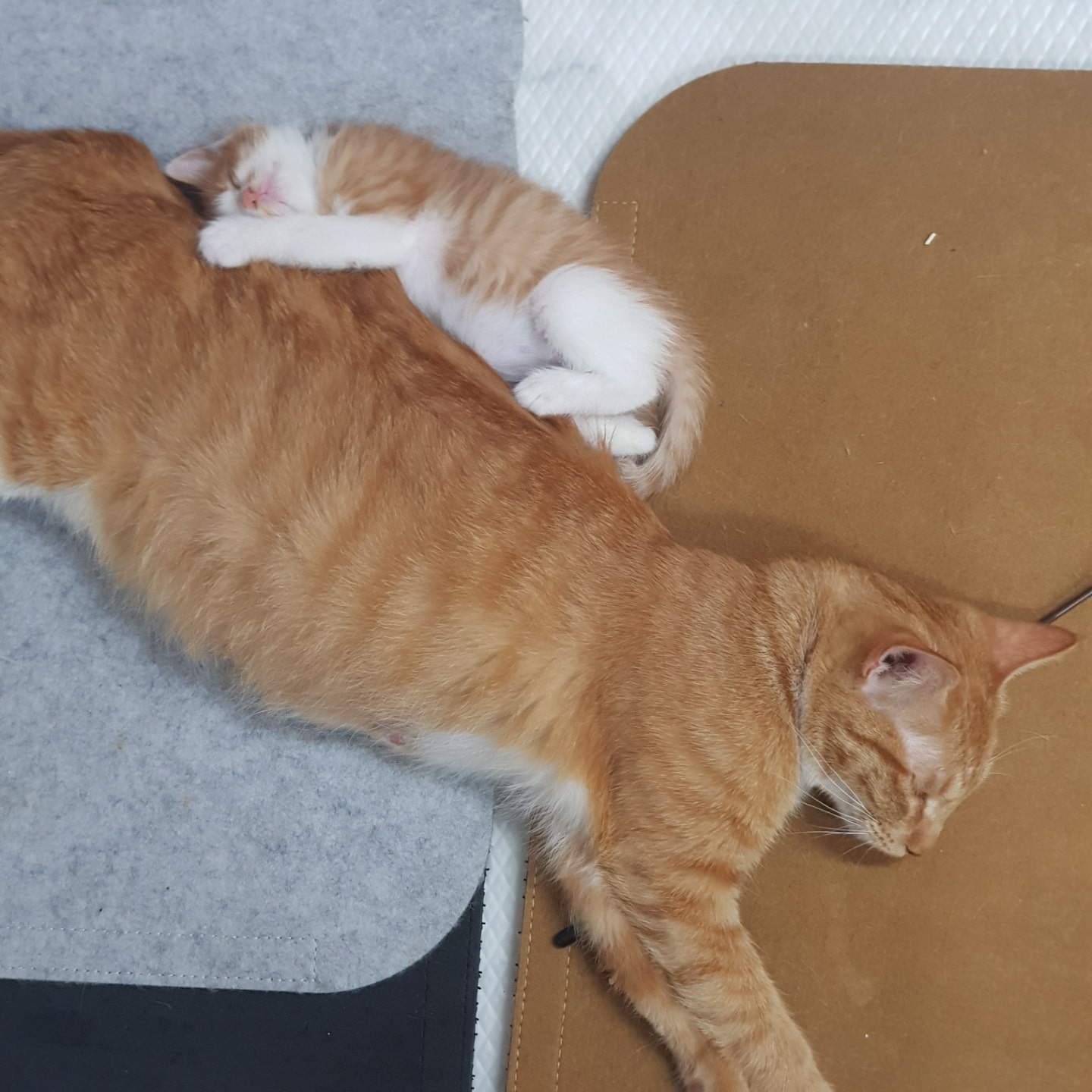 새끼 고양이 키우기
