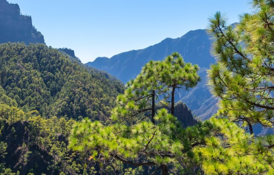 ๊ตญ๋ฆฝ๊ณต์ ์์ฝ