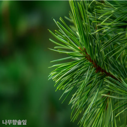 솔잎