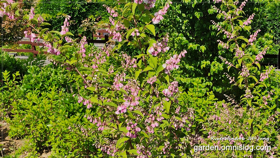 분홍말발도리_Pink-Deutzia