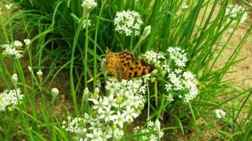 부추꽃-개화-꽃말