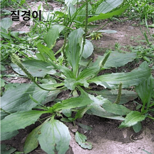 질경이의 영양소 및 효능, 채취방법, 요리 레시피