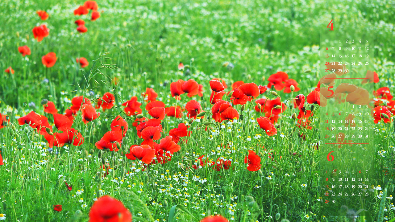 09 꽃양귀비 여러송이 B - 2025년5월 노트북배경화면
