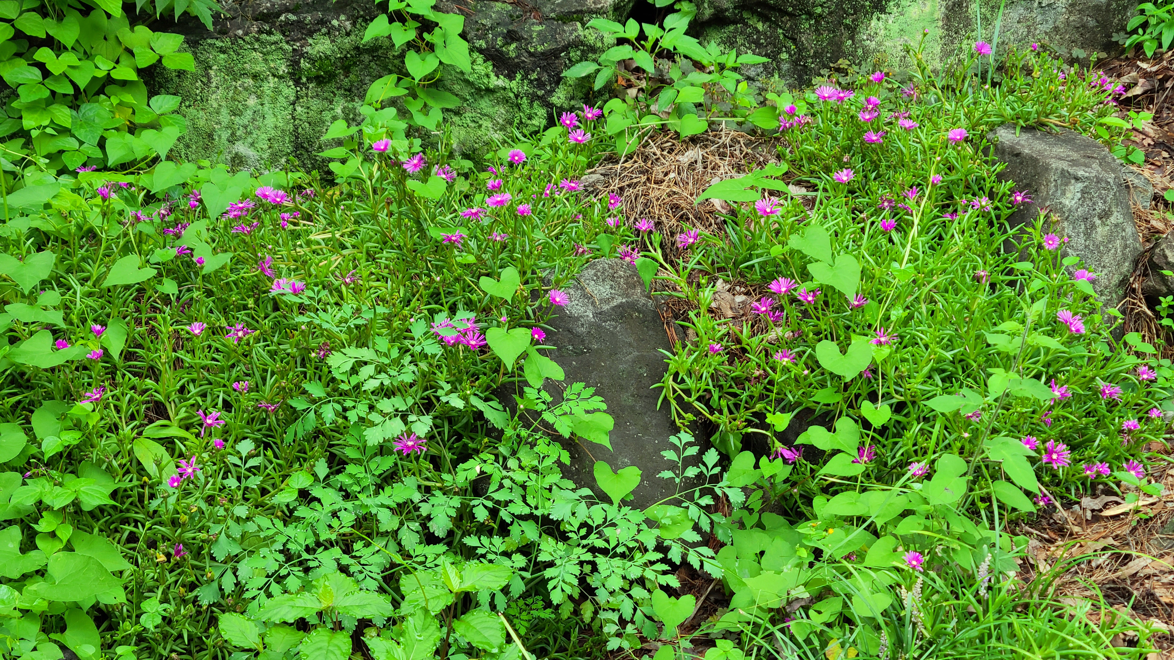 서당골 오토 캠핑장