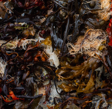 미역 효능 부작용 칼로리