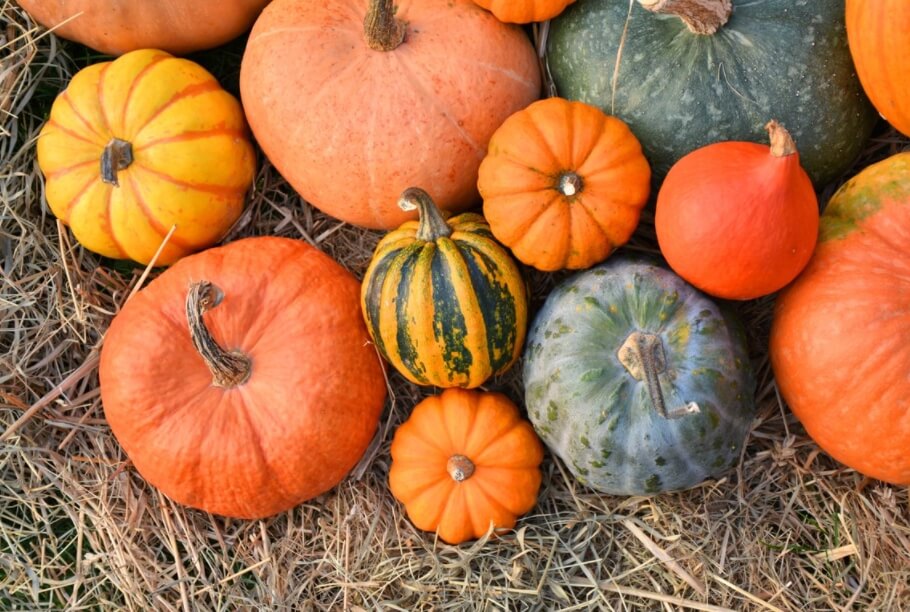 다양한 모양과 색의 호박들