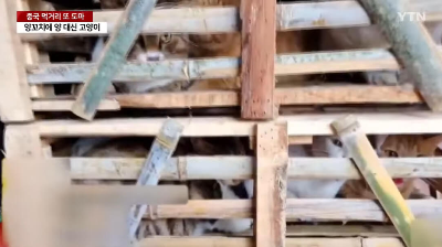 양꼬치에 양 대신 고양이 고기 뉴스 기사 이미지