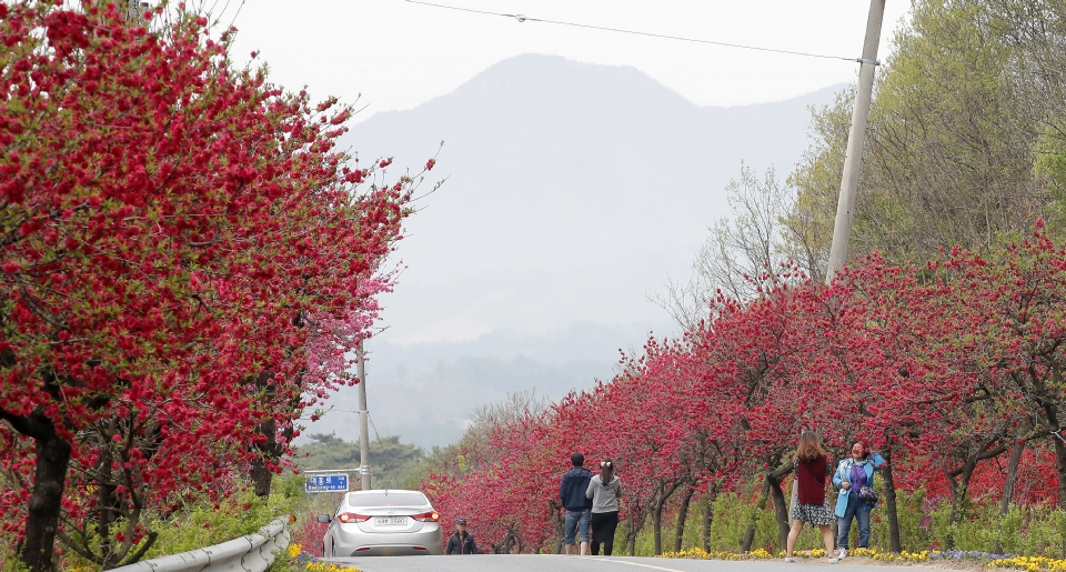 금산 홍도마을 제 14화 축제 기본일정과 특징 소개 
