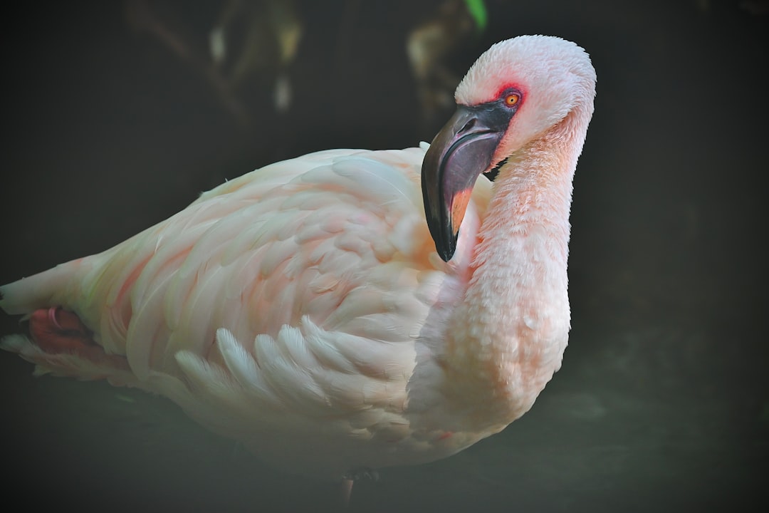 Ptosis