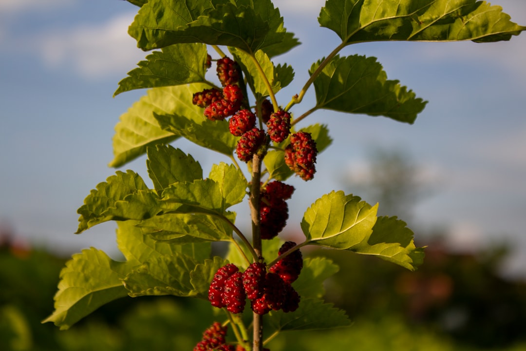 Mulberry
