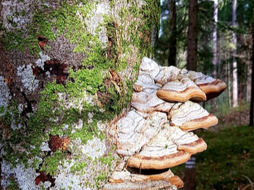 체질 반응 확인하는 상황버섯