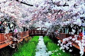 벚꽃 명소 관련 사진 