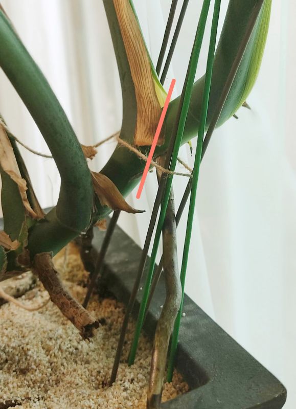 몬스테라 절단면을 빨간선으로 표시해논 사진