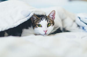 고양이