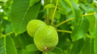 호두 재배 순 지르기 수분 수정 고온 피해 예방_6