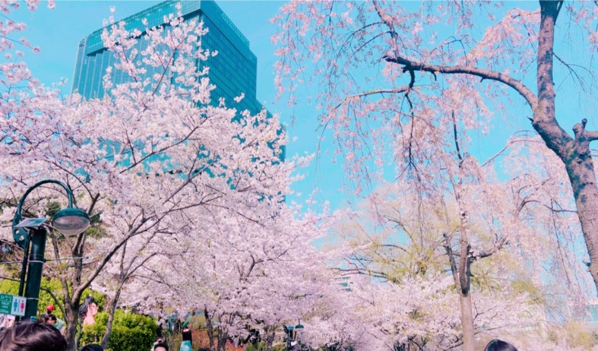 석촌호수 벚꽃 축제