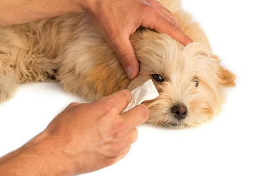 눈물자국 닦는 강아지