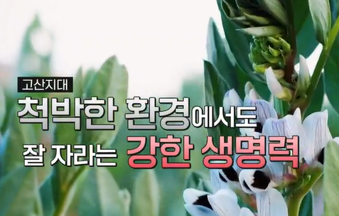 파바빈이란
