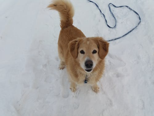 반려견 발바닥 청소 루틴