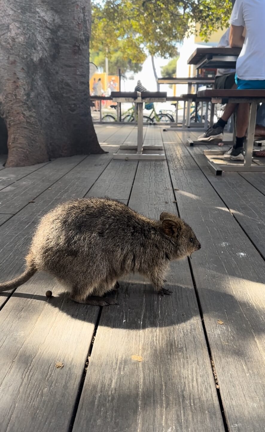 호주 퍼스 여행정보, 쿼카 로트네스트 섬, 칼바리 피나클스 투어