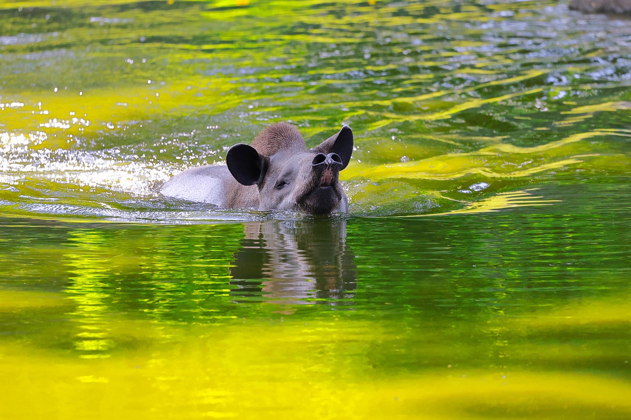 남미 브라질 테피르가 헤엄치며 숨 고르기 하는 모습