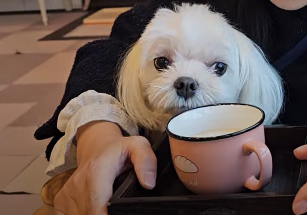 라떼와 함께 동반 식당