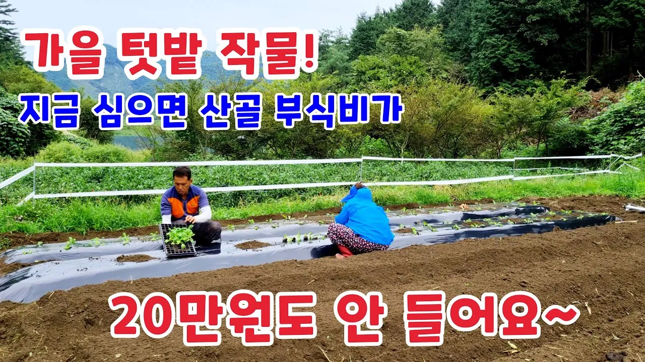가을 텃밭 작물 추천 상추 열무 시금치 쌈채소 재배법_7
