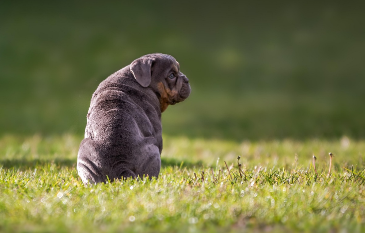 강아지가 갑자기 토를 할 때 대처법