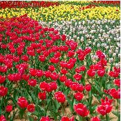 억만송이 봄꽃의 향연! 2025 피나클랜드 봄꽃축제 